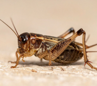 Crickets