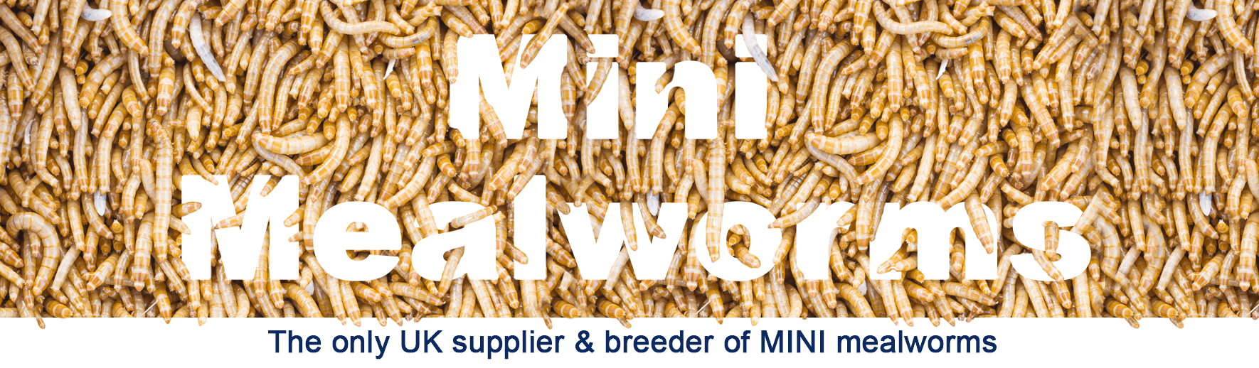 Mini Mealworm