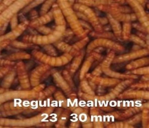 Regular Mealworms Bat Pack - 2kg