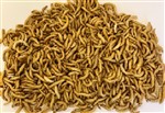 Mealworms Regular 4 x 1kg Sacks 23-30mm