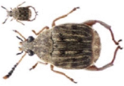 Bean Weevil Culture - Tub      