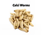 Calci Worms tub of Approx 100