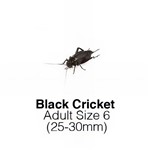 Black Crickets Adult Sack of 1000 Size 6 WEEKLY SUPERSAVER  