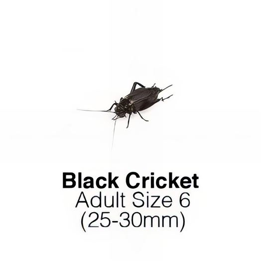 Black Crickets Adult Sack of 500 Size 6 25-30mm