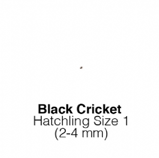 Black Hatchling