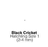 Black Crickets Hatch 1 Tub of 500 Size 1 2-4mm