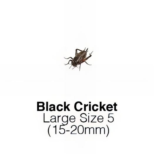 Black Crickets Large 1 Tub of 60-70 Size 5 15-20mm