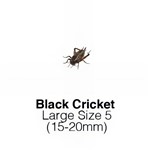 Black Crickets Large Sack of 500 Size 5 WEEKLY SUPERSAVER  