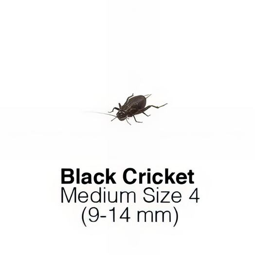 Black Crickets Medium Size 4 Sack of 1000 Monthly SUPERSAVER