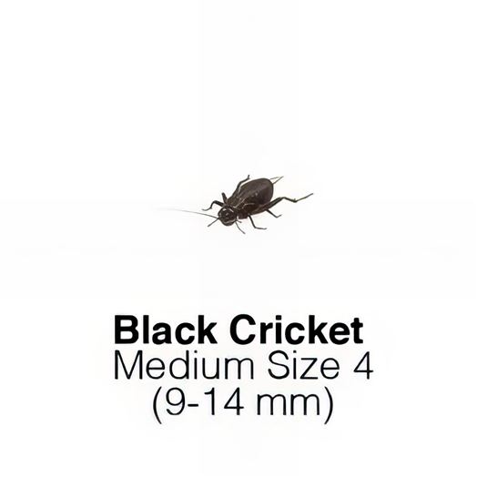 Black Crickets Medium Sack of 1000 Size 4 9-14mm