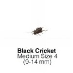 Black Crickets Medium 1 Tub of 80-90 Size 4 9-14mm
