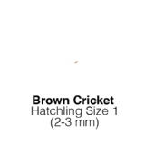 Banded Crickets Hatch Tub of 500 Size 1 2-3mm