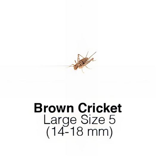 Banded Crickets Large Sack of 1000 Size 5 14-18mm