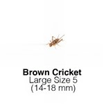 Banded Crickets Large Sack of 1000 Size 5 14-18mm