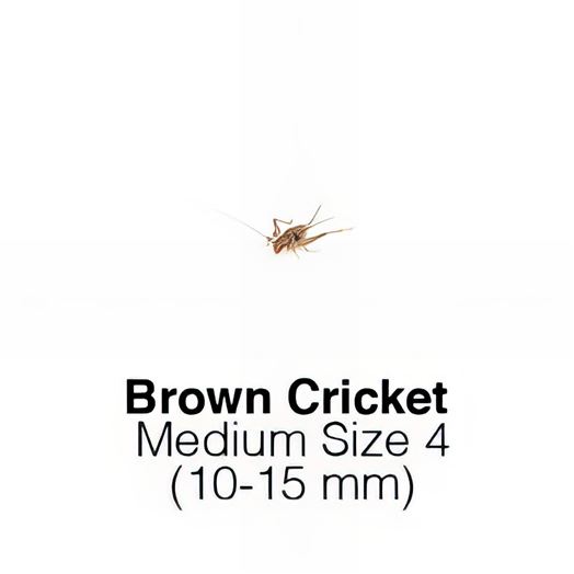 Banded Crickets Medium Sack of 1000 Size 4  FORTNIGHTLY SUPERSAVER    