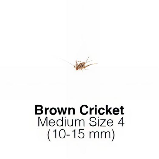 Banded Crickets Medium Sack of 1000 Size 4 Monthly SUPERSAVER