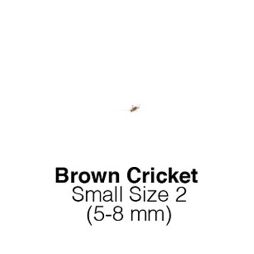 Banded Crickets Small  Sack of 1000-Size 2 FORTNIGHTLY SUPERSAVER