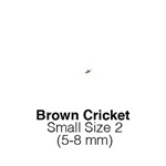 Banded Crickets Small  Sack of 1000-Size 2 FORTNIGHTLY SUPERSAVER