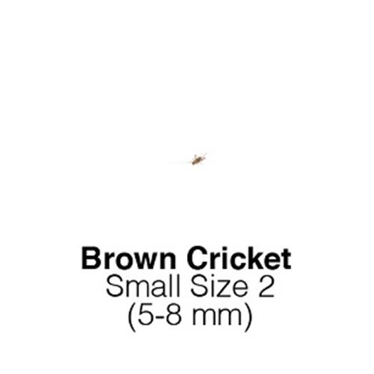 Banded Crickets Small  Sack of 1000-Size 2 MONTHLY SUPERSAVER    