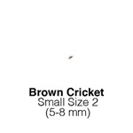 Banded Crickets Small  Sack of 1000-Size 2 MONTHLY SUPERSAVER    