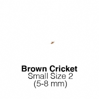 Banded Crickets Small Tub of 225-275 Size 2 5-8mm