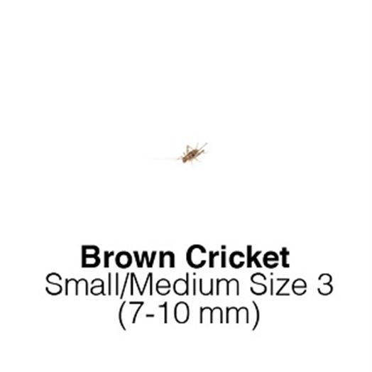 Banded Crickets Sm/Med Sack of 1000-Size 3 Monthly SUPERSAVER         