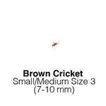 Banded Crickets Sm/Med Sack of 1000 Size 3 7-10mm