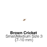 Banded Crickets Small/Medium Tub of 175-255 Size 3 7-10mm