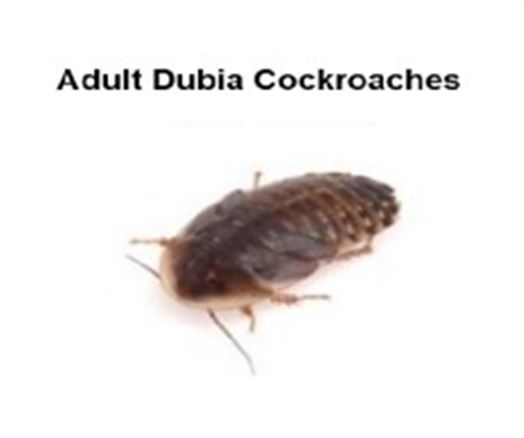 Dubia Cockroaches Adult - Bulk Sack 100 Size 35-45mm      