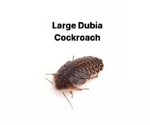 Dubia Cockroach Large - 1 Tub of 8 Size 22-32mm