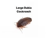 Dubia Cockroach Large - 1 Tub of 8 Size 22-32mm