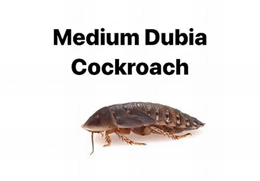 Dubia Cockroach Medium - 1 Tub of 10 Size 12-20mm
