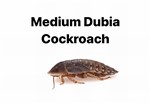 Dubia Cockroach Medium - 1 Tub of 10 Size 12-20mm