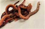 Dendrobaena Worms - 1 Tub