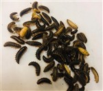 Dermestes Larvae (Fuzzies) tub 500        