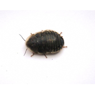 Dubia Cockroach Medium Tub of 15 Approx 28mm