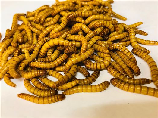 Mealworms Giant Sack of 1kg 31-40mm