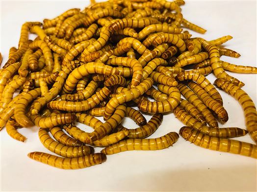 Mealworms Giant Sack of 250g 31-40mm