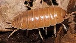 Giant Orange Woodlice Isopod- Tub          