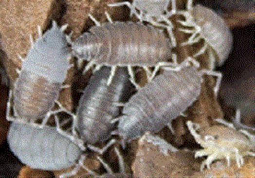 Tropical Grey Woodlice - Tub of Approx 15       