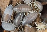 Tropical Grey Woodlice - Tub of Approx 15       