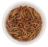 Mealworms Regular Wildbirds 3 Tubs x 40g