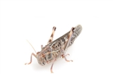 Locusts Adult  2 x Sacks of 100 Size 6 45-60mm