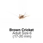 Banded Crickets Adult - MAXIPACK of 140 Size 6    17-20mm