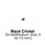 Black Crickets Small/ Med - MAXIPACK of 250 Size 3 6-10mm