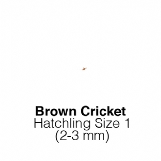 Banded Crickets Hatch MAXIPACK of 1000 Size 1 2-3mm