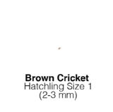 Banded Crickets Hatch MAXIPACK of 1000 Size 1 2-3mm