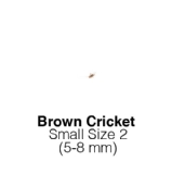 Banded Crickets Small  MAXIPACK of 450 Size 2 5-8mm