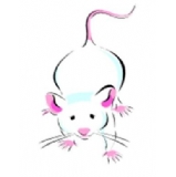 Frozen Mice XLarge (31g+) - 100 (CAT 3 ABP) (Z)