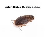 Dubia Cockroaches Adult - MAXIPACK of 12 Size 35-45mm       